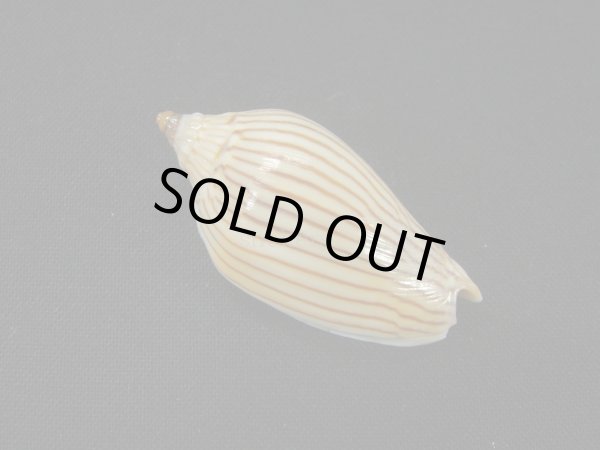 画像2: マサメボラ (2)