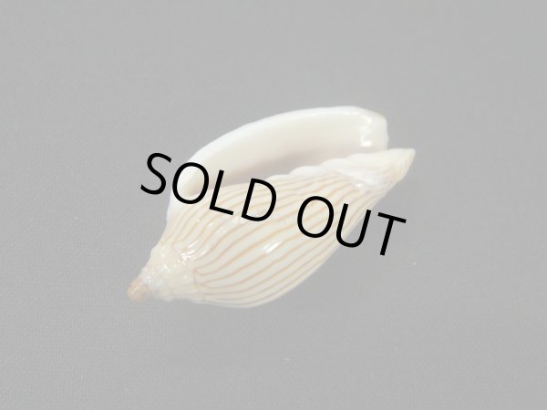 画像3: マサメボラ (3)