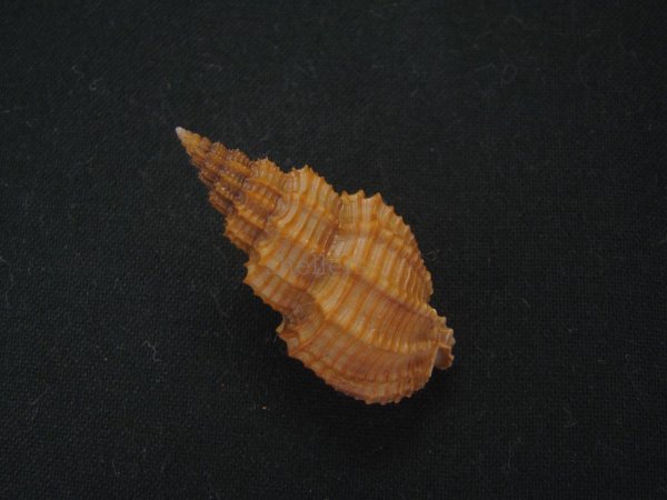 画像2: トクサバイ　濃色 (2)