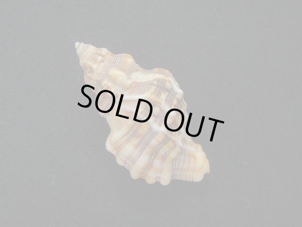 画像2: パウルソンヨウラク (2)