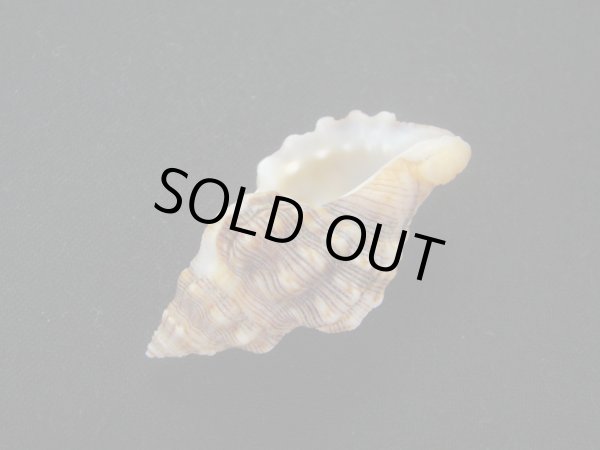 画像3: パウルソンヨウラク (3)