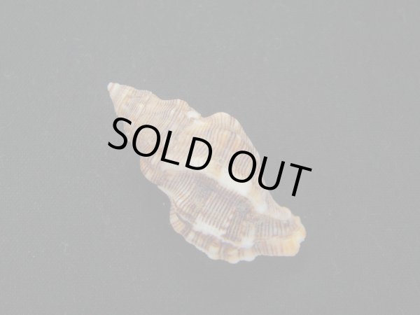 画像2: パウルソンヨウラク (2)