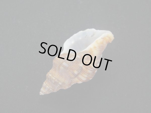 画像3: パウルソンヨウラク (3)