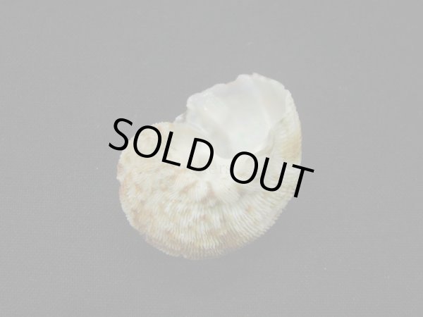 画像2: シドニーサザエ (2)