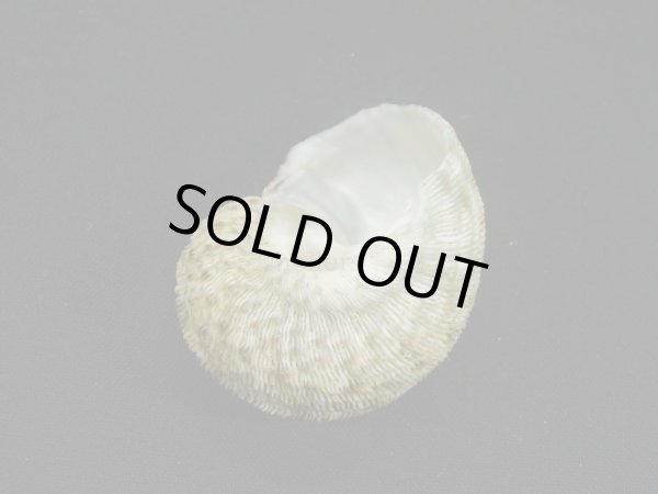 画像2: シドニーサザエ (2)