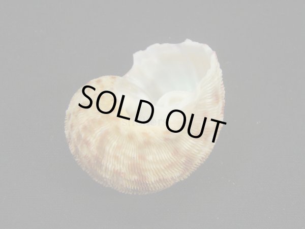 画像2: シドニーサザエ (2)