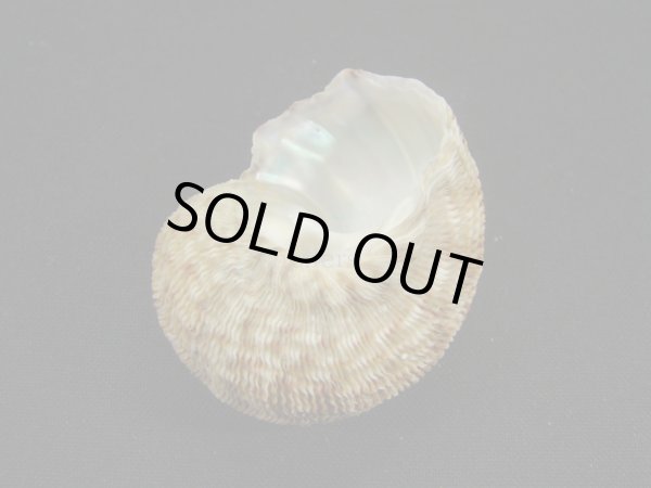 画像2: シドニーサザエ (2)