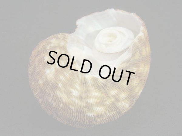 画像2: シドニーサザエ 大 濃色 (2)