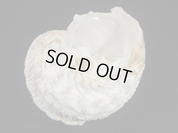 画像2: シドニーサザエ 大 特老成 (2)