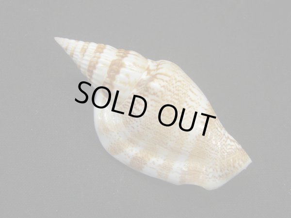 画像2: タケノコソデガイ (2)