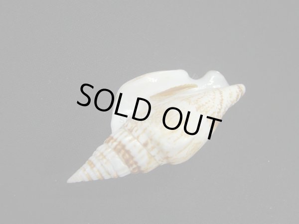 画像3: タケノコソデガイ (3)