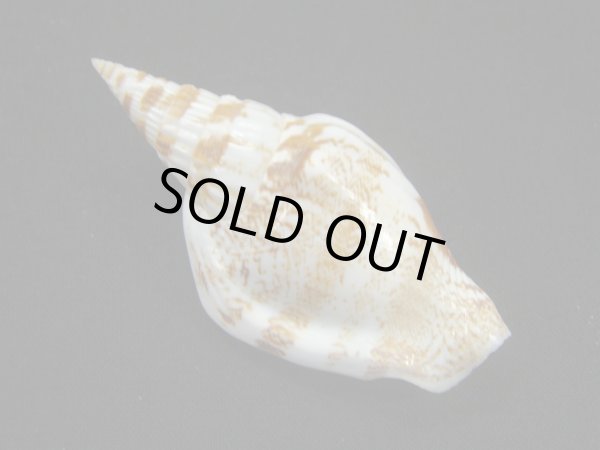 画像2: タケノコソデガイ (2)