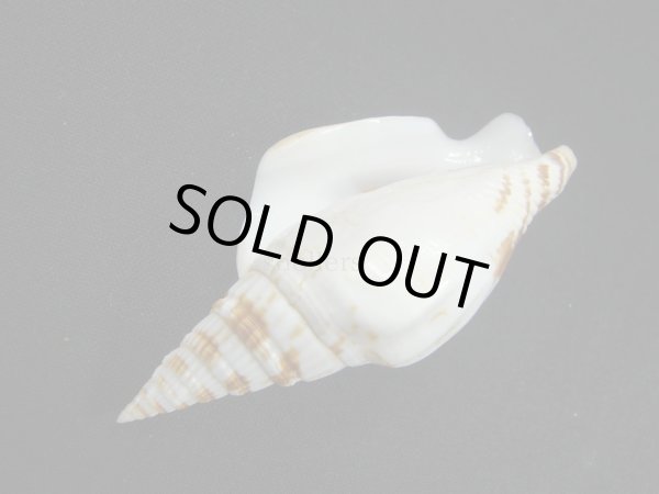 画像3: タケノコソデガイ (3)