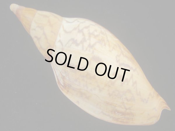 画像2: マボロシメロンボラ(Ericusa sowerbyi) 美品 (2)