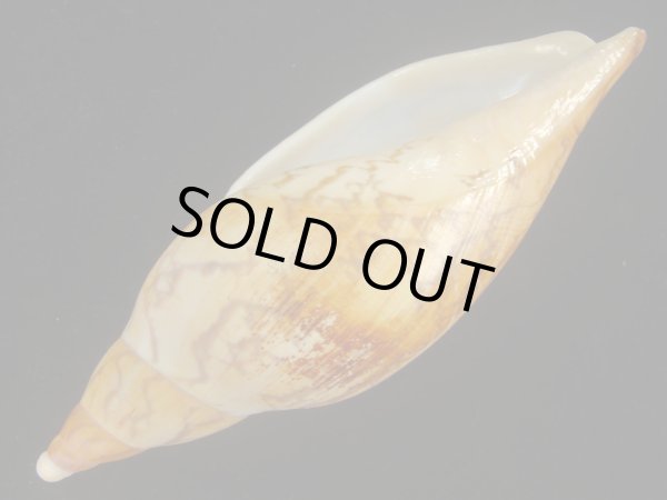 画像3: マボロシメロンボラ(Ericusa sowerbyi) 美品 (3)