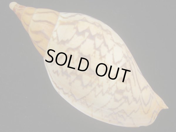 画像2: マボロシメロンボラ(Ericusa sowerbyi) 美品 (2)