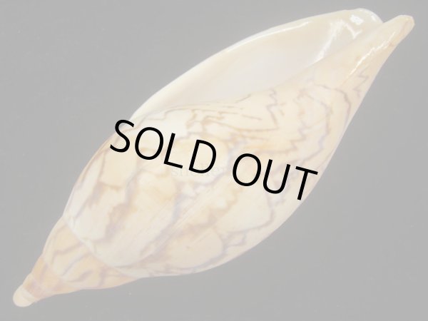 画像3: マボロシメロンボラ(Ericusa sowerbyi) 美品 (3)