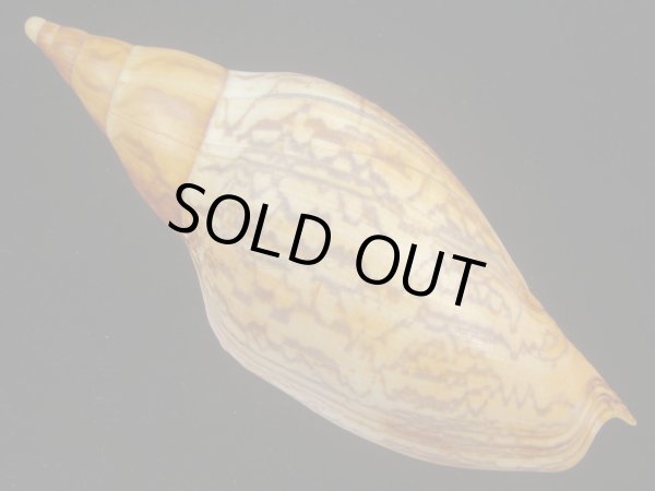 画像2: マボロシメロンボラ(Ericusa sowerbyi) 美品 (2)