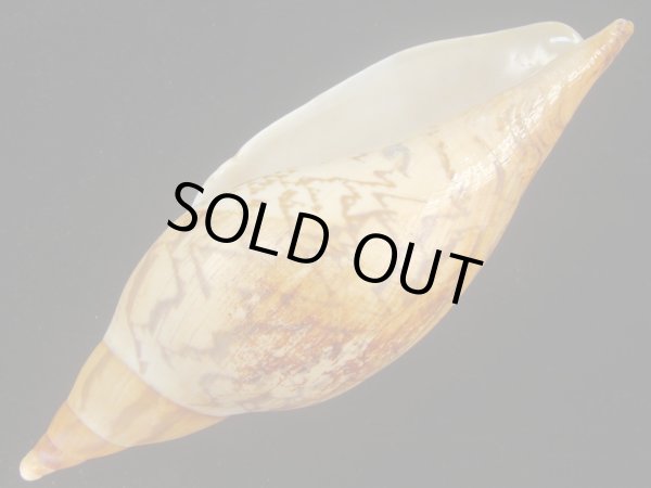 画像3: マボロシメロンボラ(Ericusa sowerbyi) 美品 (3)