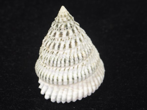 マツカサウズ Kaiショップ