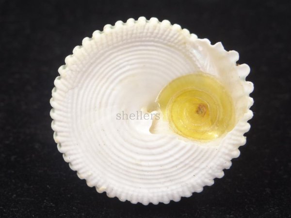 画像4: マツカサウズ (4)