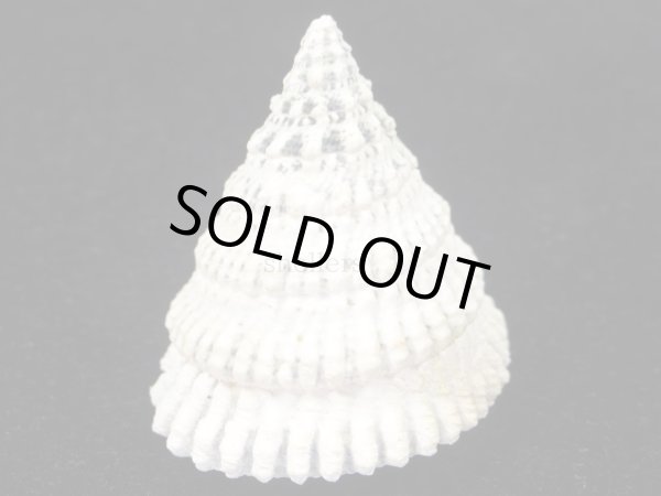 画像2: マツカサウズ　大　特美品 (2)