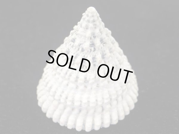 画像3: マツカサウズ　大　特美品 (3)