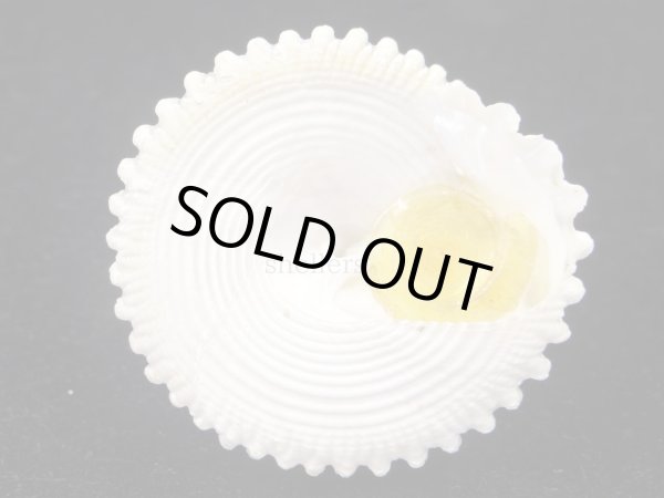 画像4: マツカサウズ　大　特美品 (4)