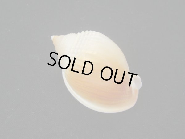 画像2: ヒメウラシマ (2)