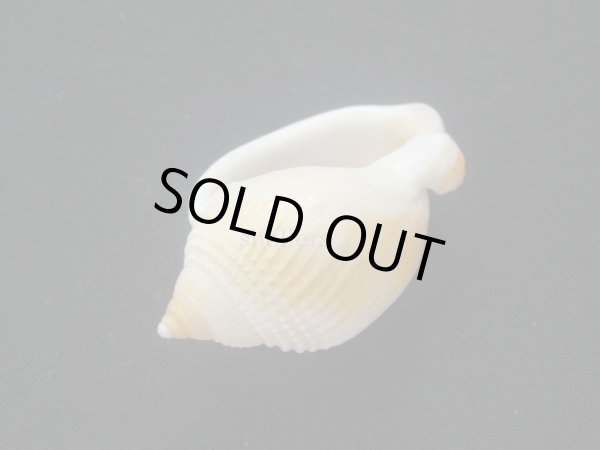 画像3: ヒメウラシマ (3)