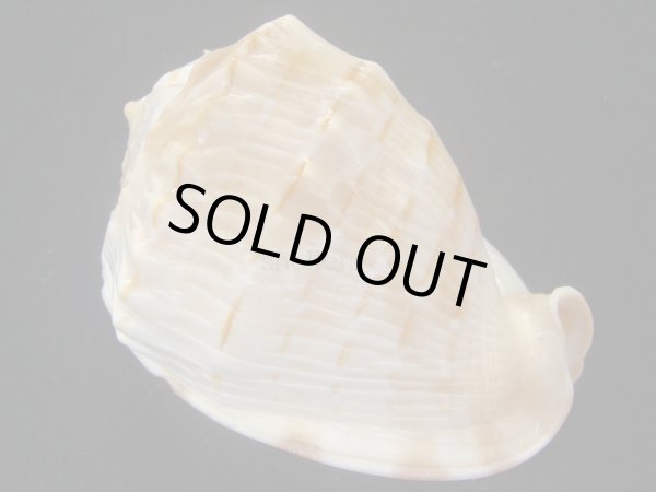 画像2: ククリオヤヅル　死殻だけど美品 (2)