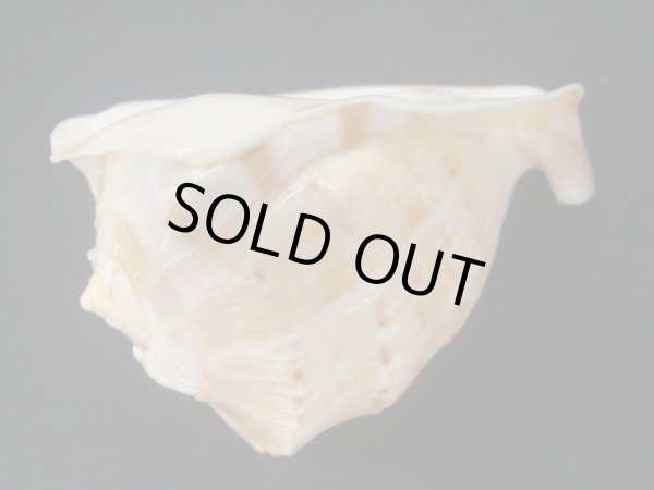 画像3: ククリオヤヅル　死殻だけど美品 (3)