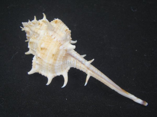 画像2: ゴウシュウツブリ (2)