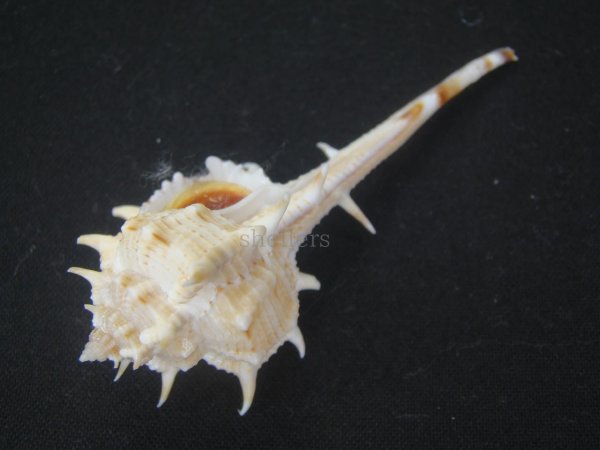 画像3: ゴウシュウツブリ (3)