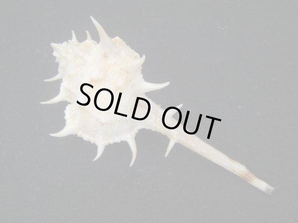 画像2: ゴウシュウツブリ　美品 (2)