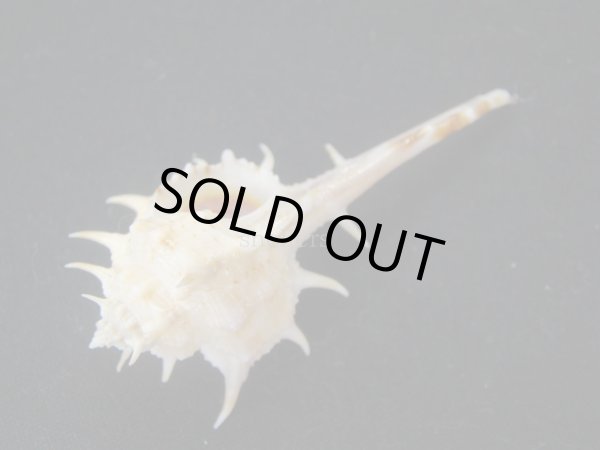 画像3: ゴウシュウツブリ　美品 (3)