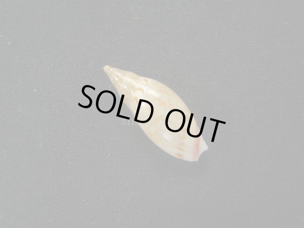 画像2: ネックレースボタル (2)