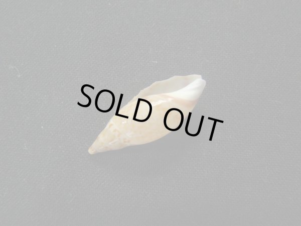 画像3: ネックレースボタル (3)