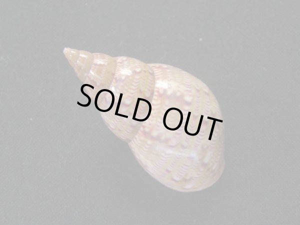 画像2: オオサラサバイ　濃色　紅 (2)