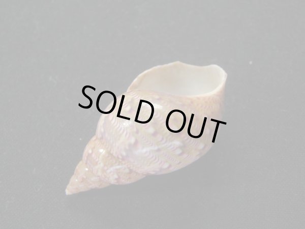 画像3: オオサラサバイ　濃色　紅 (3)