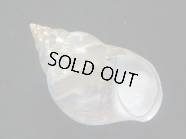 画像1: オオサラサバイ (1)