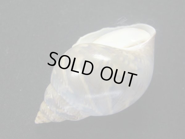 画像3: オオサラサバイ (3)