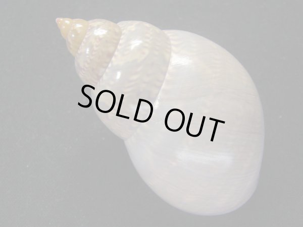 画像2: オオサラサバイ (2)