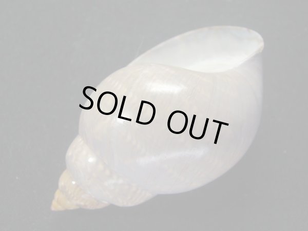 画像3: オオサラサバイ (3)