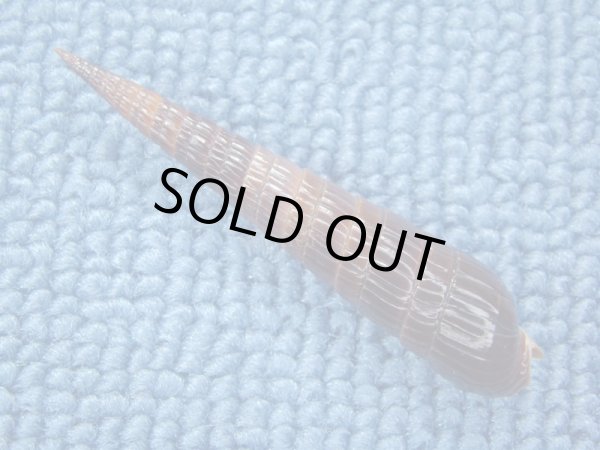 画像2: トクサモドキ　濃色 (2)