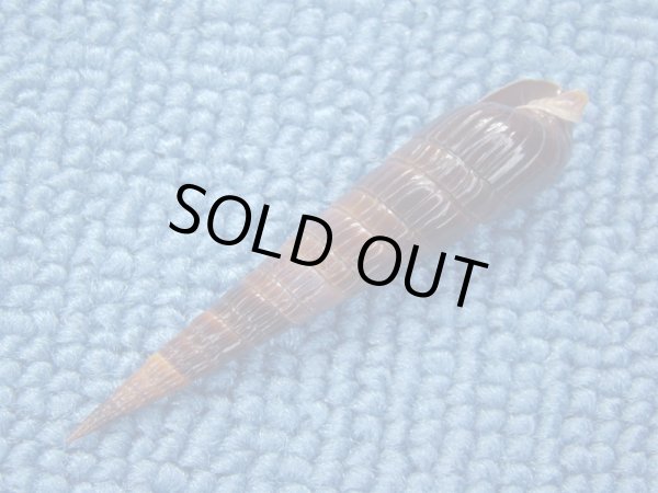 画像3: トクサモドキ　濃色 (3)