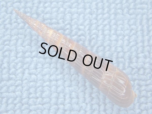 画像2: トクサモドキ　濃色 (2)