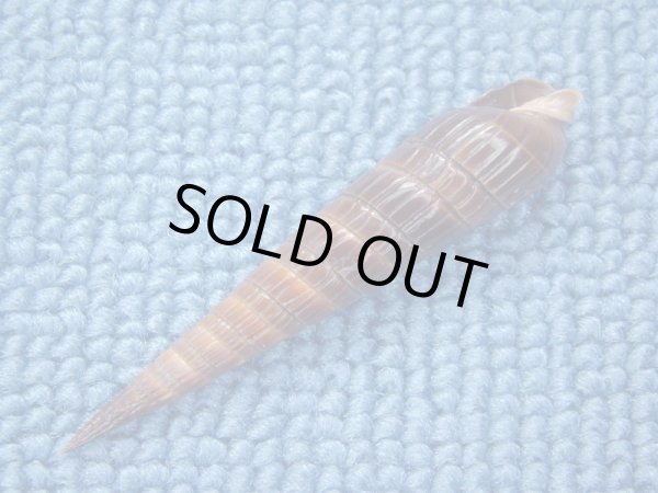 画像3: トクサモドキ　濃色 (3)