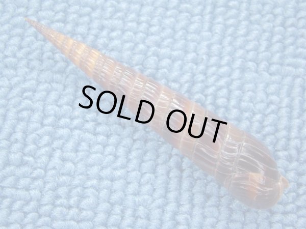 画像2: トクサモドキ　濃色　大 (2)