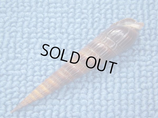 画像3: トクサモドキ　濃色　大 (3)